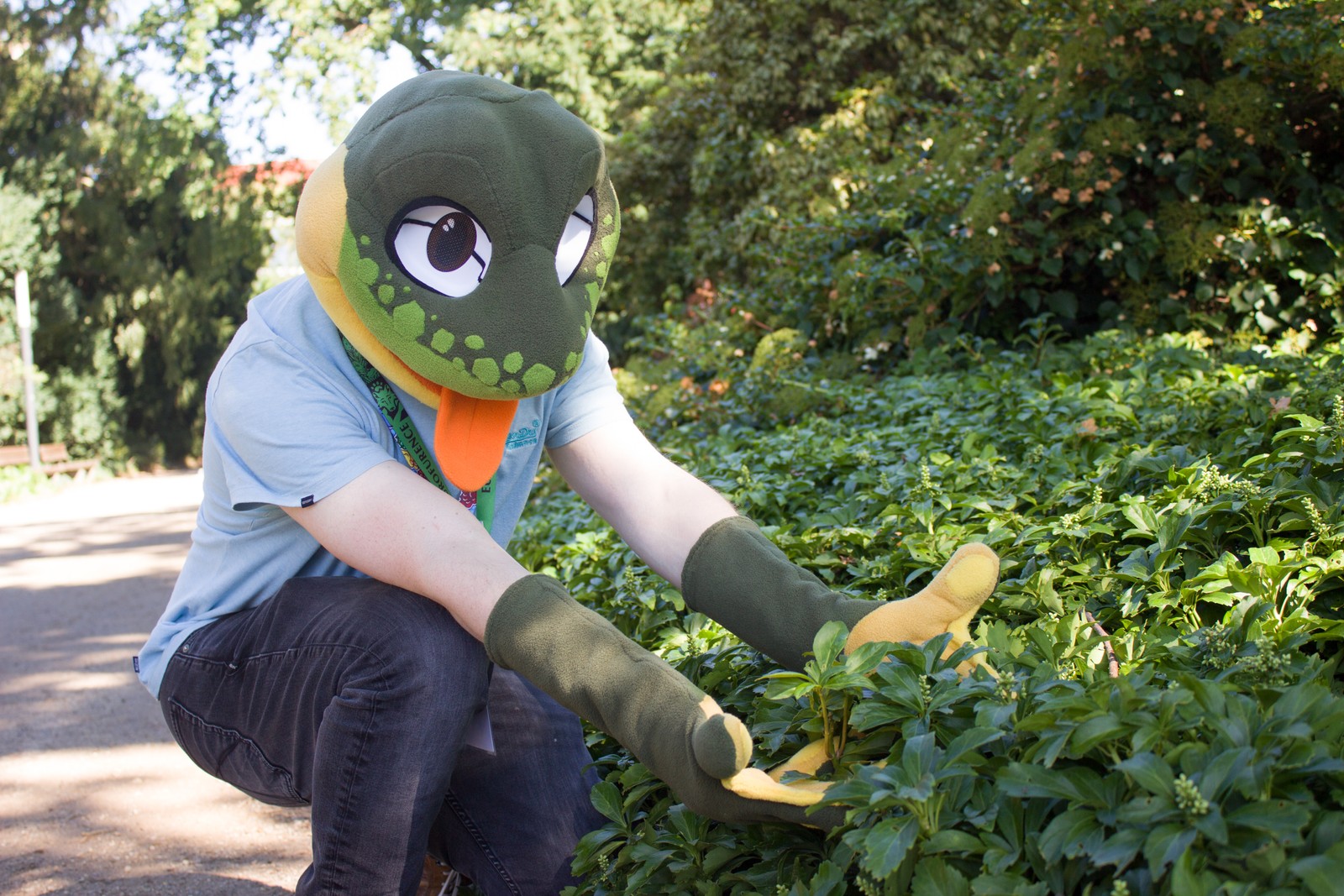 Adam (Frog)